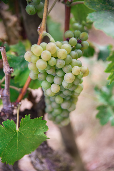 Septembre 2019 Crozes-Hermitage blanc Nathan 2017 Domaine